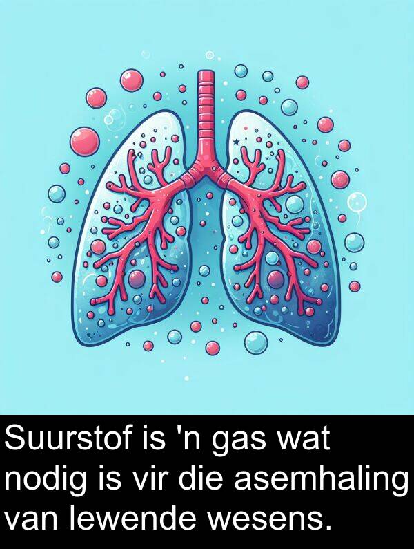 lewende: Suurstof is 'n gas wat nodig is vir die asemhaling van lewende wesens.