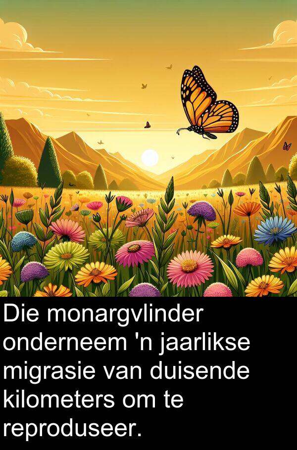 migrasie: Die monargvlinder onderneem 'n jaarlikse migrasie van duisende kilometers om te reproduseer.