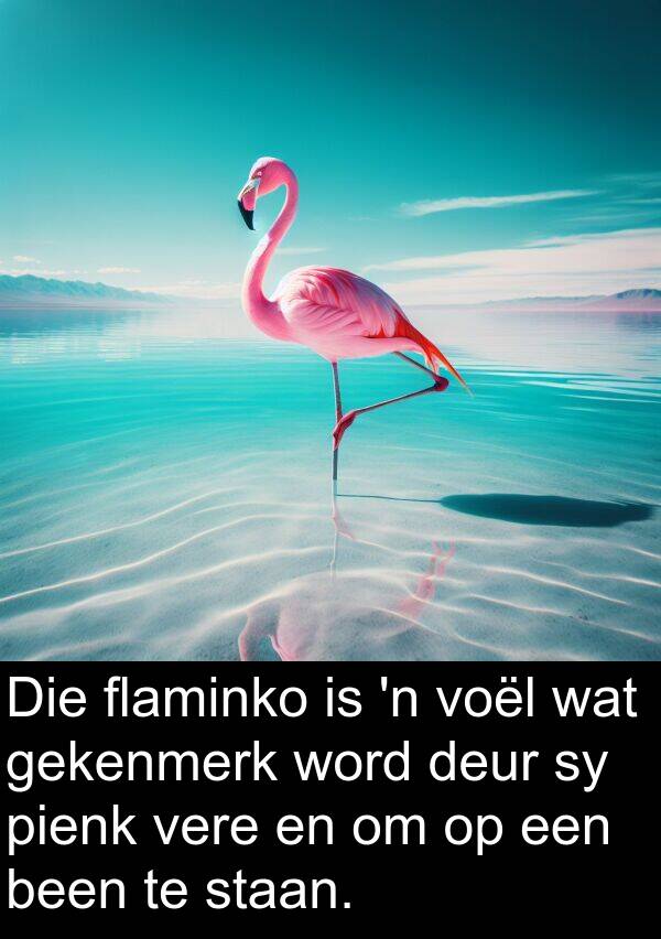gekenmerk: Die flaminko is 'n voël wat gekenmerk word deur sy pienk vere en om op een been te staan.