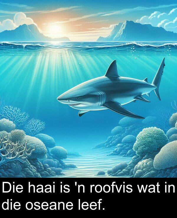 leef: Die haai is 'n roofvis wat in die oseane leef.