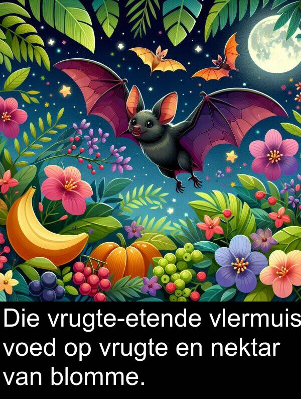nektar: Die vrugte-etende vlermuis voed op vrugte en nektar van blomme.