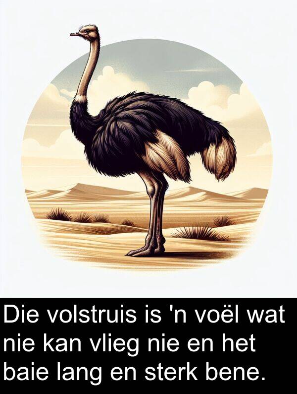 vlieg: Die volstruis is 'n voël wat nie kan vlieg nie en het baie lang en sterk bene.