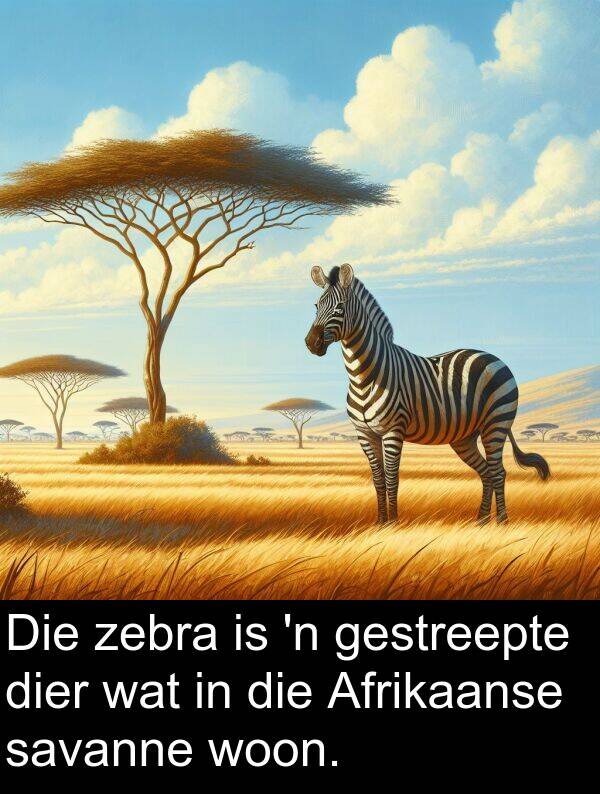 woon: Die zebra is 'n gestreepte dier wat in die Afrikaanse savanne woon.