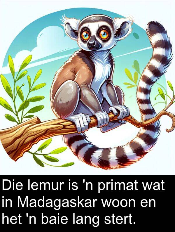 woon: Die lemur is 'n primat wat in Madagaskar woon en het 'n baie lang stert.