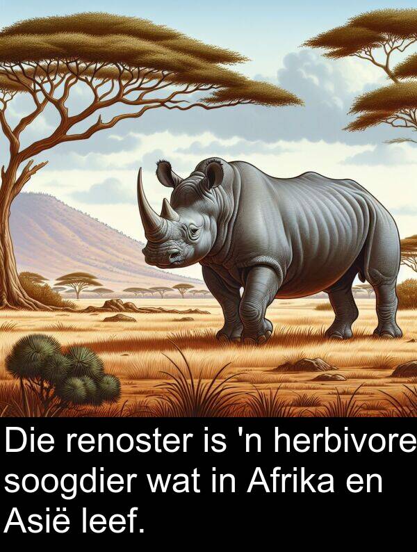 herbivore: Die renoster is 'n herbivore soogdier wat in Afrika en Asië leef.
