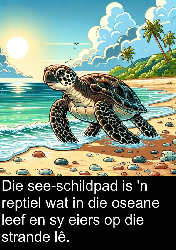 leef: Die see-schildpad is 'n reptiel wat in die oseane leef en sy eiers op die strande lê.