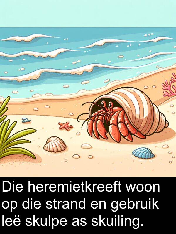 woon: Die heremietkreeft woon op die strand en gebruik leë skulpe as skuiling.