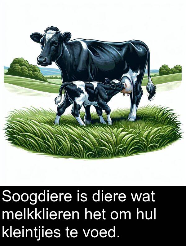 hul: Soogdiere is diere wat melkklieren het om hul kleintjies te voed.