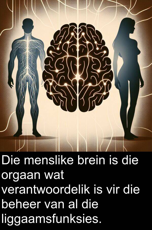 menslike: Die menslike brein is die orgaan wat verantwoordelik is vir die beheer van al die liggaamsfunksies.