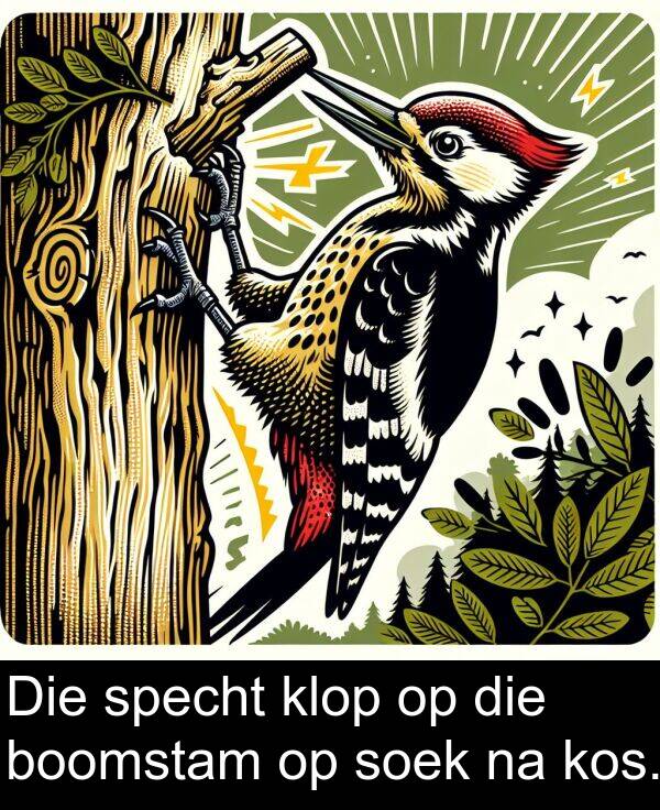 specht: Die specht klop op die boomstam op soek na kos.