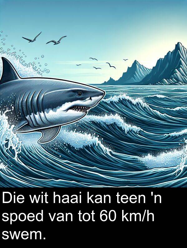 tot: Die wit haai kan teen 'n spoed van tot 60 km/h swem.