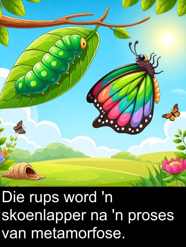 metamorfose: Die rups word 'n skoenlapper na 'n proses van metamorfose.