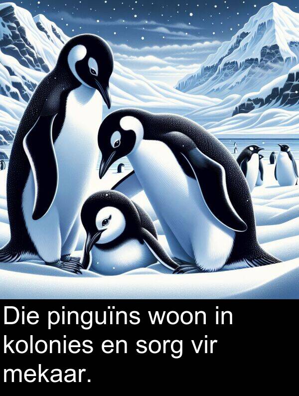 woon: Die pinguïns woon in kolonies en sorg vir mekaar.