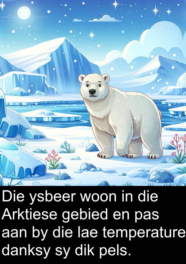 gebied: Die ysbeer woon in die Arktiese gebied en pas aan by die lae temperature danksy sy dik pels.