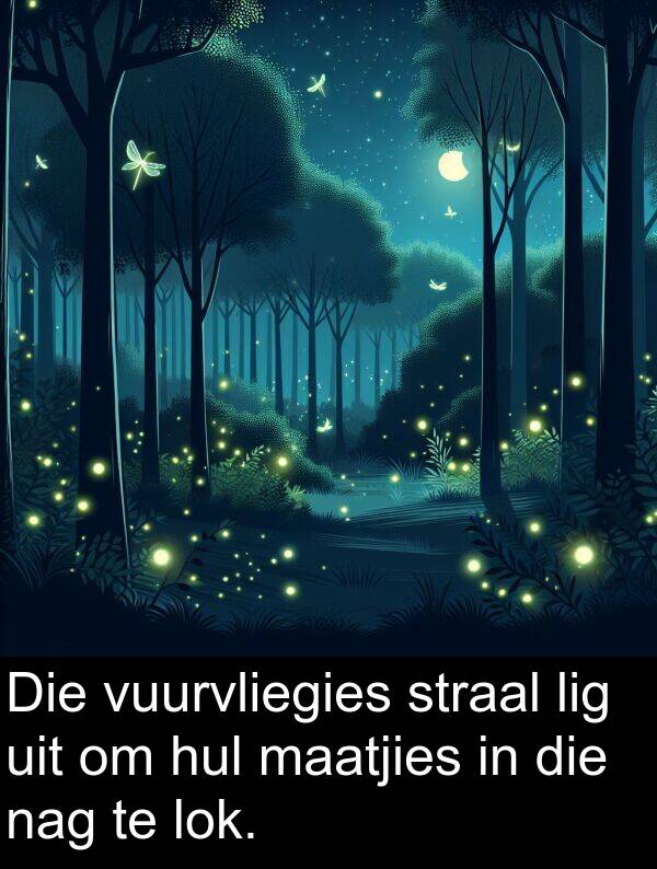 uit: Die vuurvliegies straal lig uit om hul maatjies in die nag te lok.