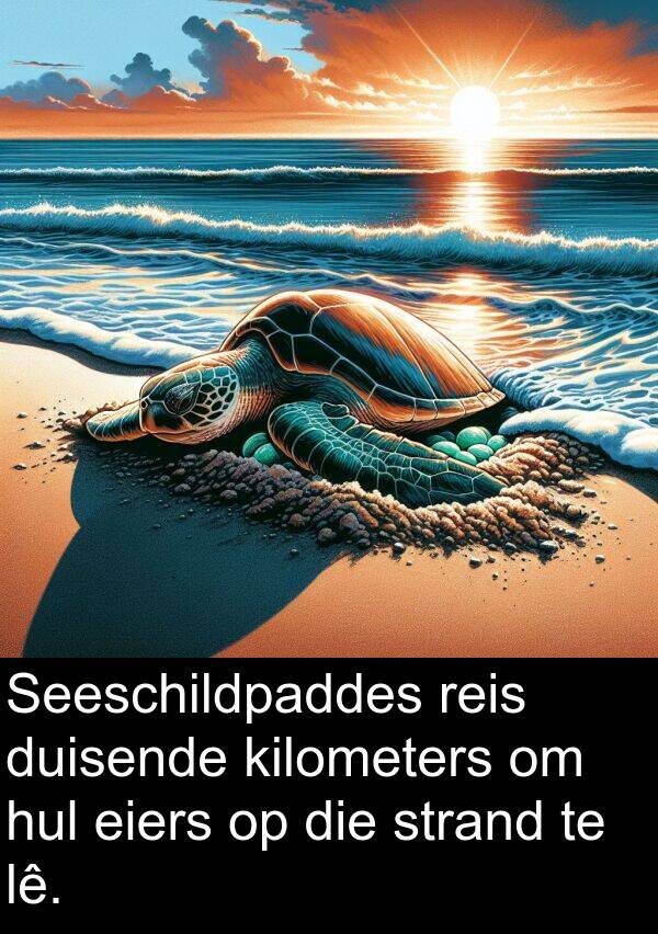 lê: Seeschildpaddes reis duisende kilometers om hul eiers op die strand te lê.