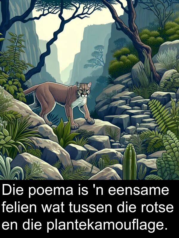 plantekamouflage: Die poema is 'n eensame felien wat tussen die rotse en die plantekamouflage.