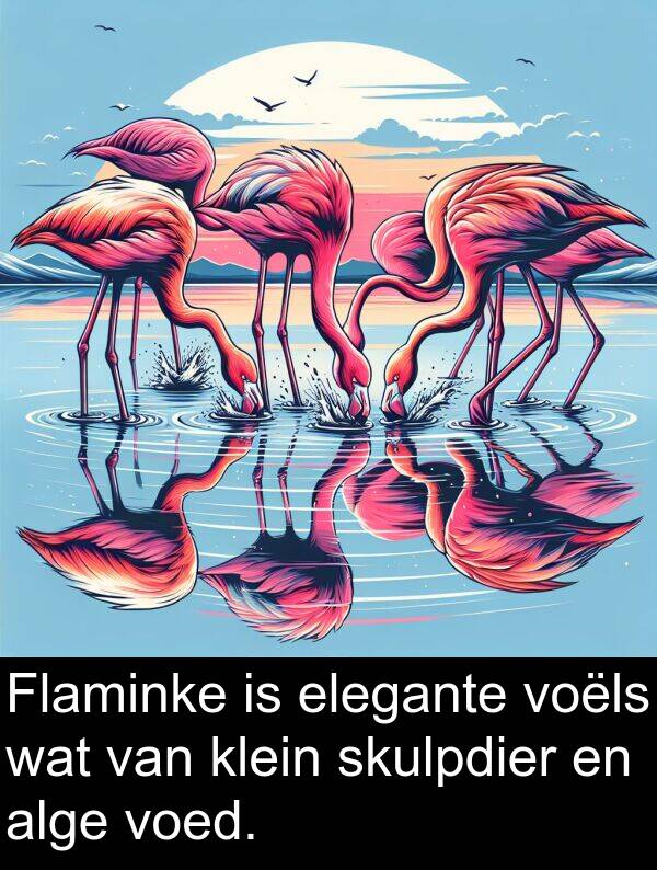 alge: Flaminke is elegante voëls wat van klein skulpdier en alge voed.