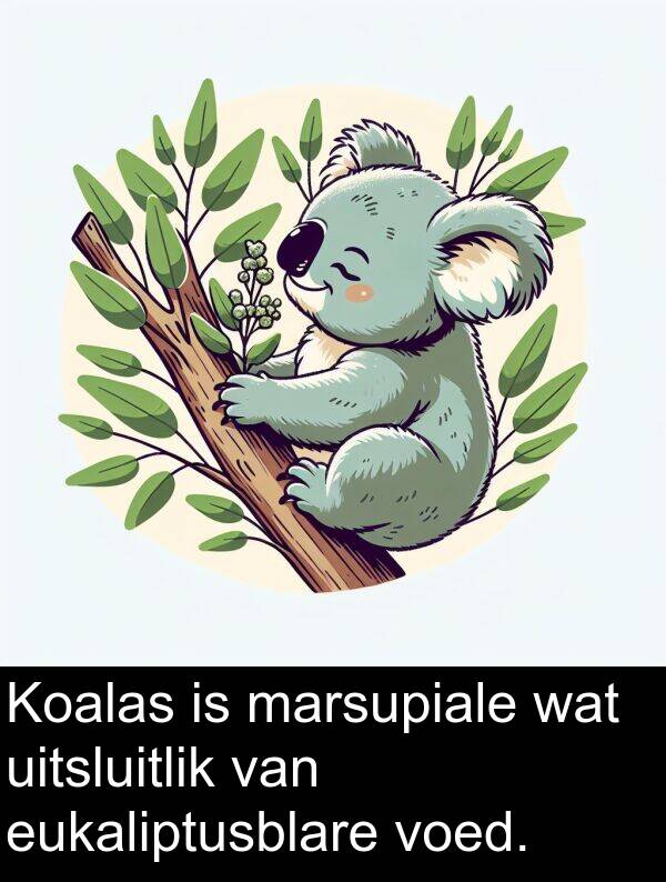 eukaliptusblare: Koalas is marsupiale wat uitsluitlik van eukaliptusblare voed.