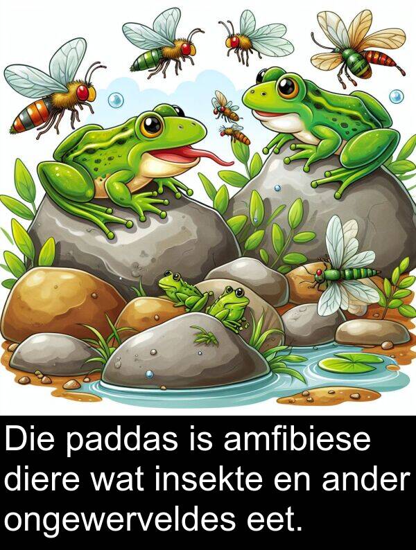 amfibiese: Die paddas is amfibiese diere wat insekte en ander ongewerveldes eet.