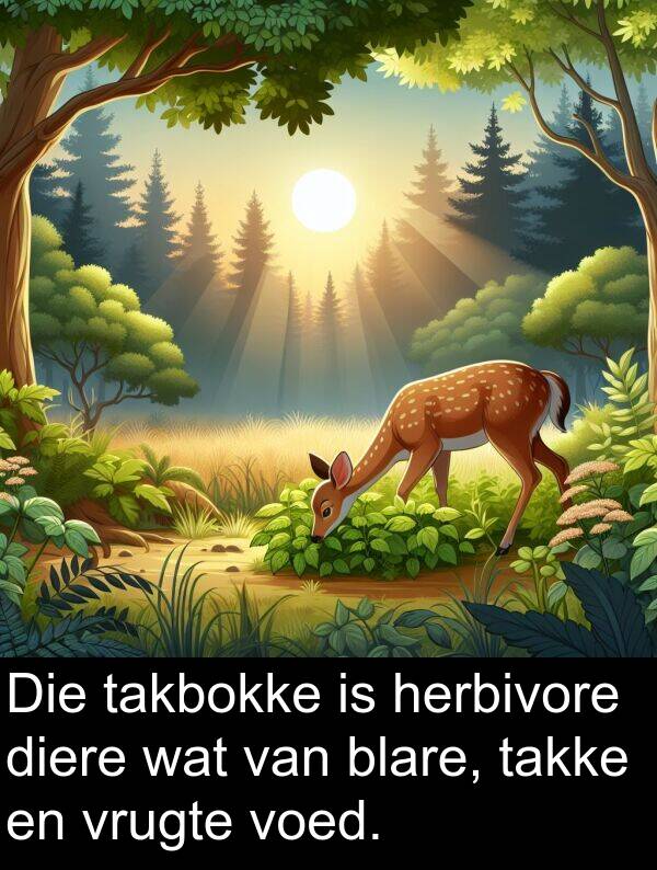 herbivore: Die takbokke is herbivore diere wat van blare, takke en vrugte voed.