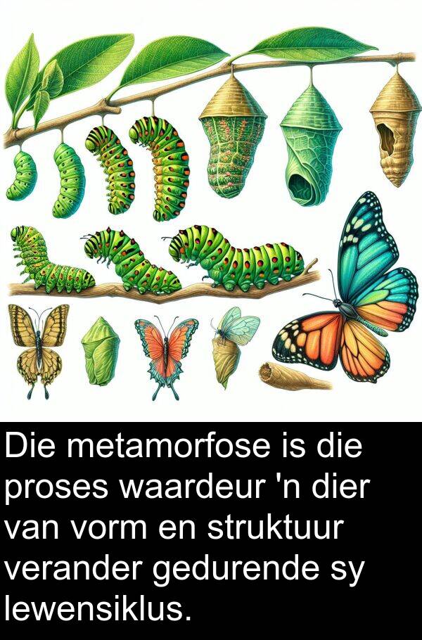 metamorfose: Die metamorfose is die proses waardeur 'n dier van vorm en struktuur verander gedurende sy lewensiklus.