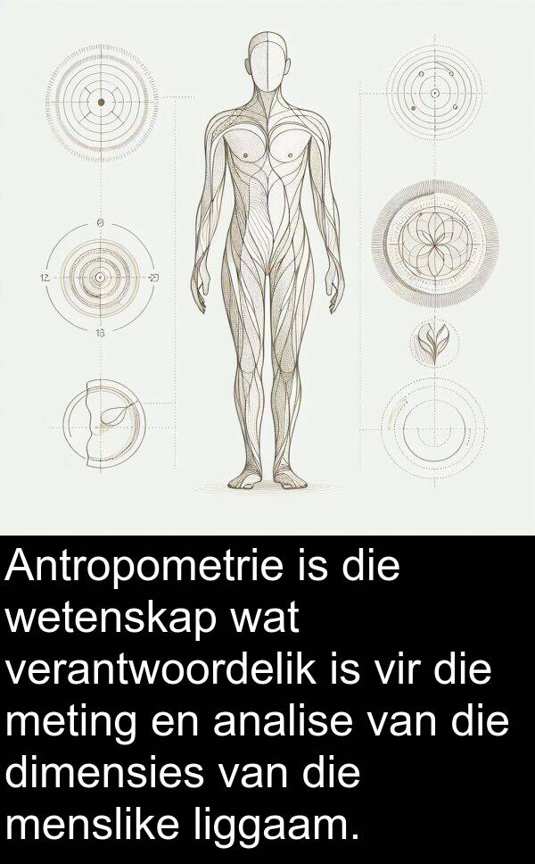 liggaam: Antropometrie is die wetenskap wat verantwoordelik is vir die meting en analise van die dimensies van die menslike liggaam.