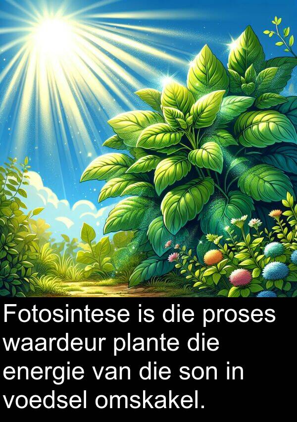 energie: Fotosintese is die proses waardeur plante die energie van die son in voedsel omskakel.