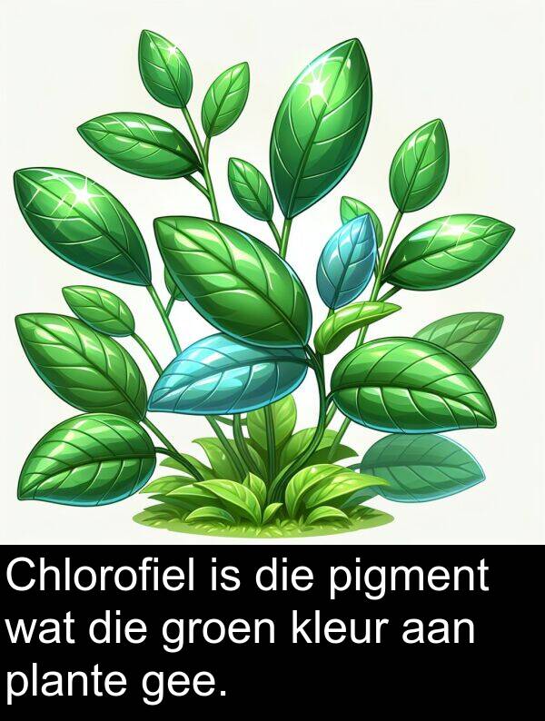 gee: Chlorofiel is die pigment wat die groen kleur aan plante gee.