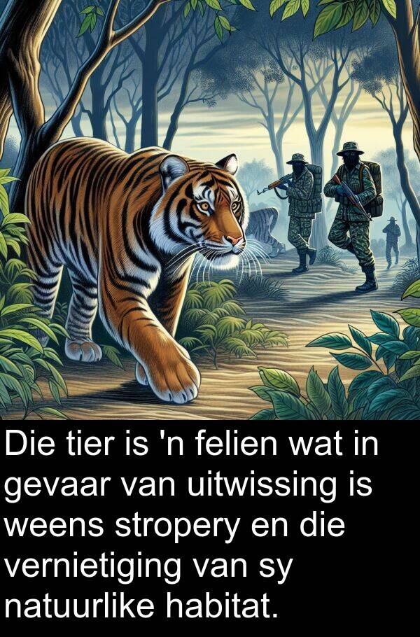 habitat: Die tier is 'n felien wat in gevaar van uitwissing is weens stropery en die vernietiging van sy natuurlike habitat.