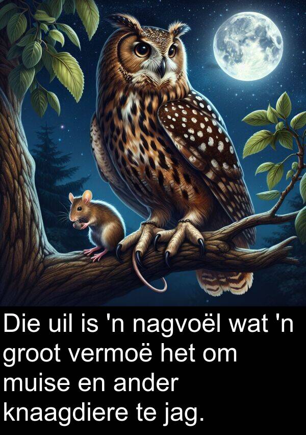 uil: Die uil is 'n nagvoël wat 'n groot vermoë het om muise en ander knaagdiere te jag.