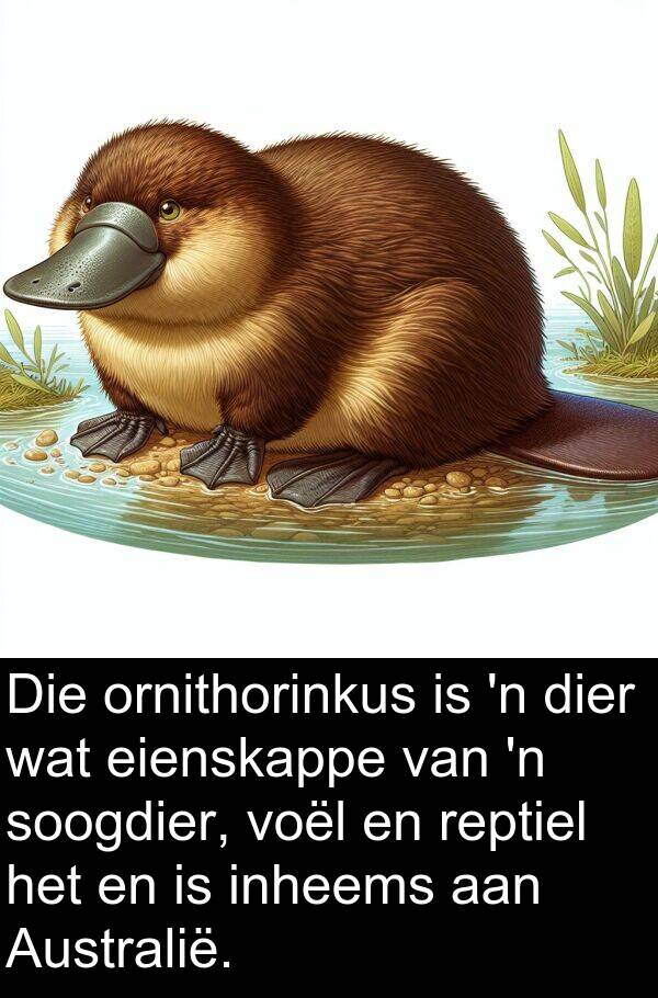 eienskappe: Die ornithorinkus is 'n dier wat eienskappe van 'n soogdier, voël en reptiel het en is inheems aan Australië.