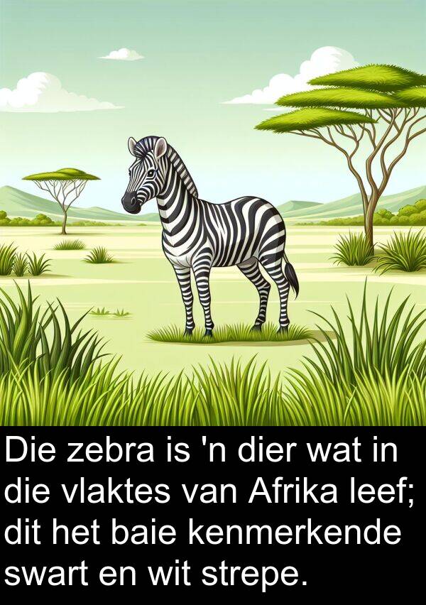 leef: Die zebra is 'n dier wat in die vlaktes van Afrika leef; dit het baie kenmerkende swart en wit strepe.