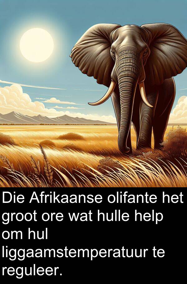reguleer: Die Afrikaanse olifante het groot ore wat hulle help om hul liggaamstemperatuur te reguleer.