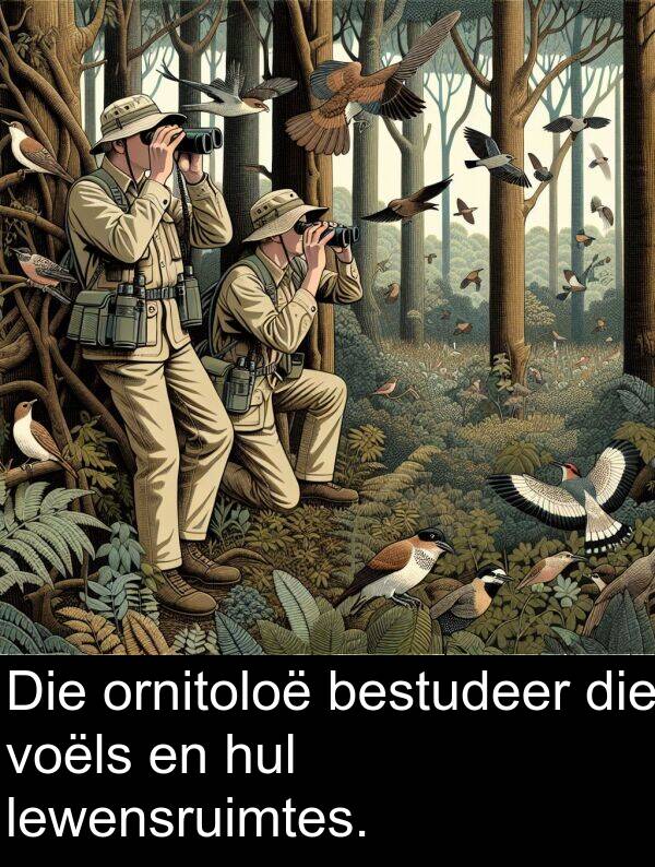 bestudeer: Die ornitoloë bestudeer die voëls en hul lewensruimtes.