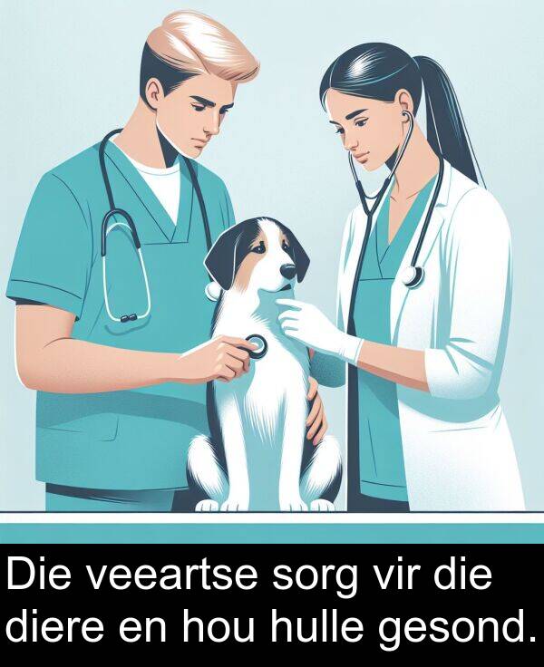 hou: Die veeartse sorg vir die diere en hou hulle gesond.