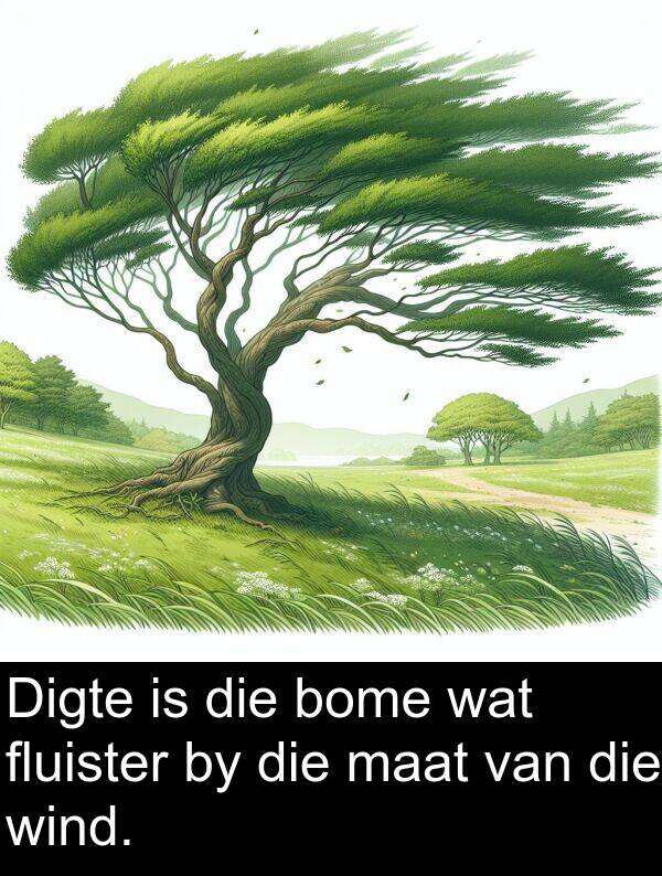 maat: Digte is die bome wat fluister by die maat van die wind.