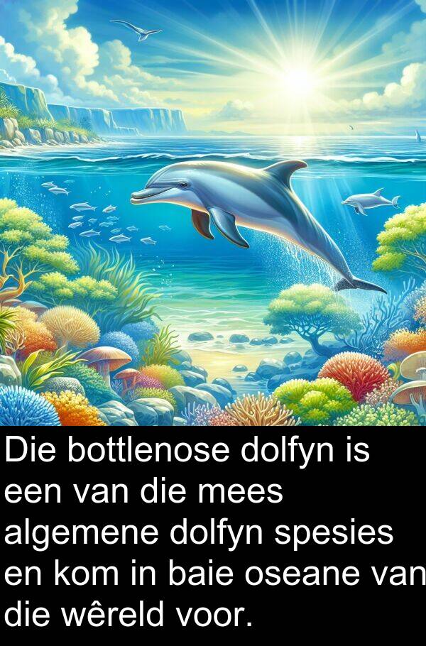 dolfyn: Die bottlenose dolfyn is een van die mees algemene dolfyn spesies en kom in baie oseane van die wêreld voor.