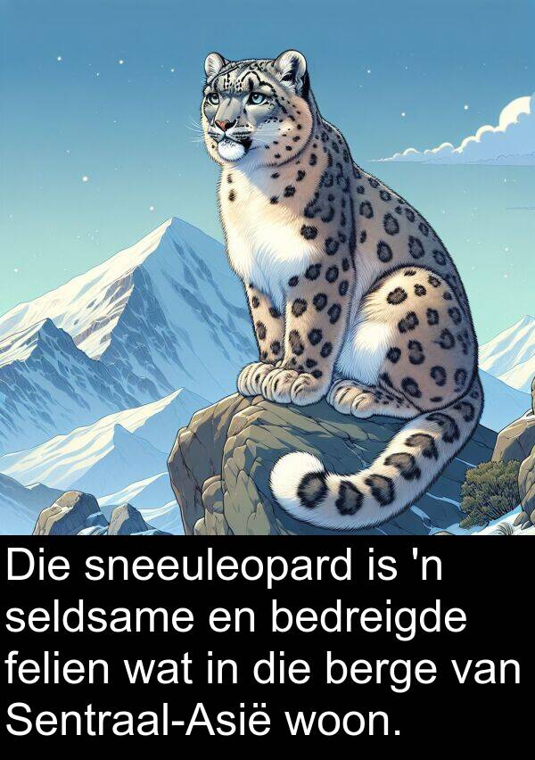 seldsame: Die sneeuleopard is 'n seldsame en bedreigde felien wat in die berge van Sentraal-Asië woon.