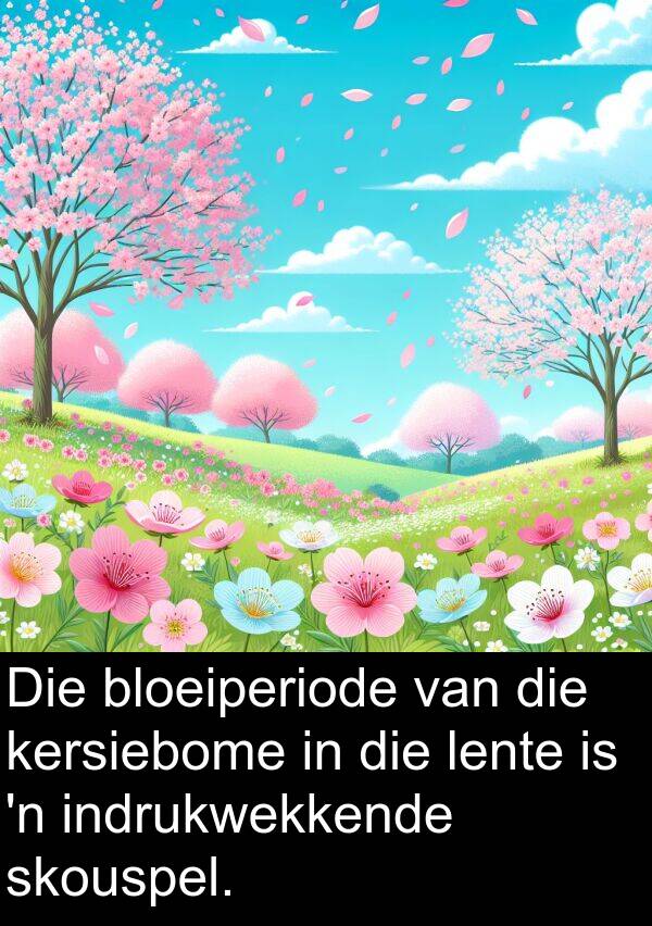 lente: Die bloeiperiode van die kersiebome in die lente is 'n indrukwekkende skouspel.