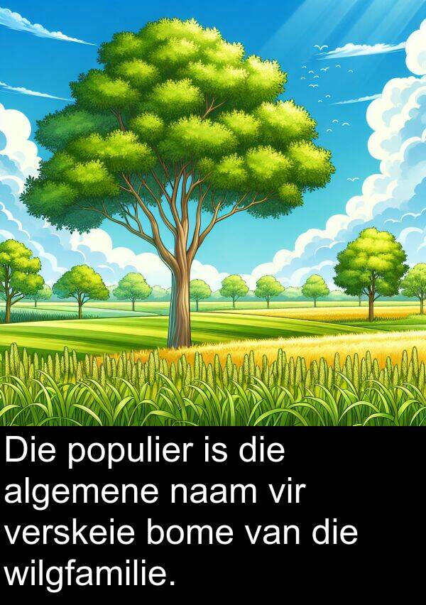 wilgfamilie: Die populier is die algemene naam vir verskeie bome van die wilgfamilie.