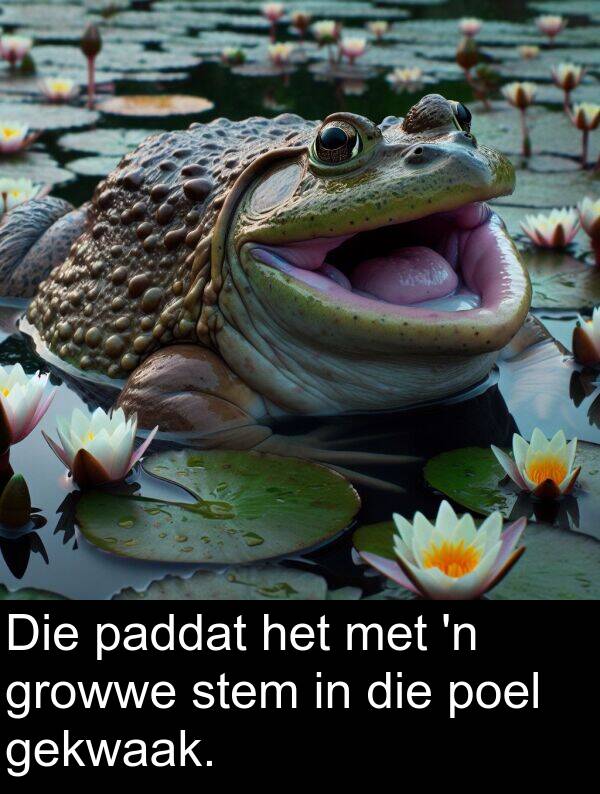gekwaak: Die paddat het met 'n growwe stem in die poel gekwaak.