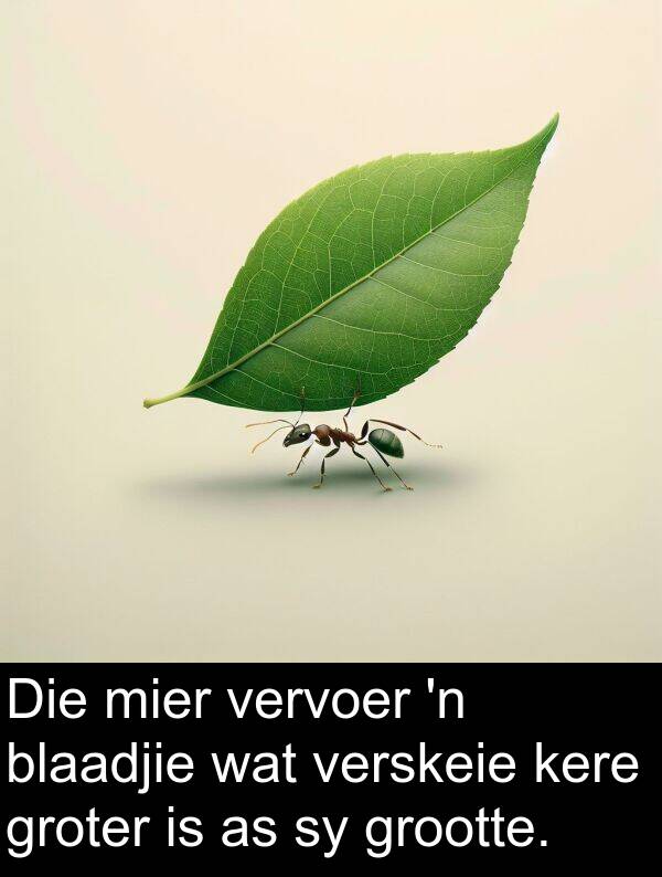 mier: Die mier vervoer 'n blaadjie wat verskeie kere groter is as sy grootte.