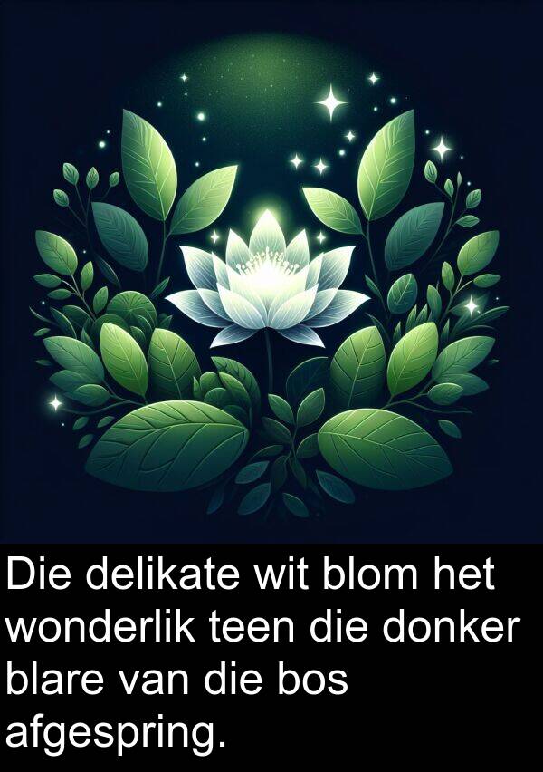wonderlik: Die delikate wit blom het wonderlik teen die donker blare van die bos afgespring.