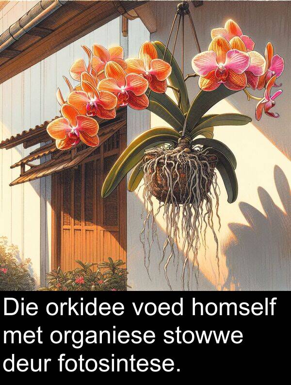 homself: Die orkidee voed homself met organiese stowwe deur fotosintese.