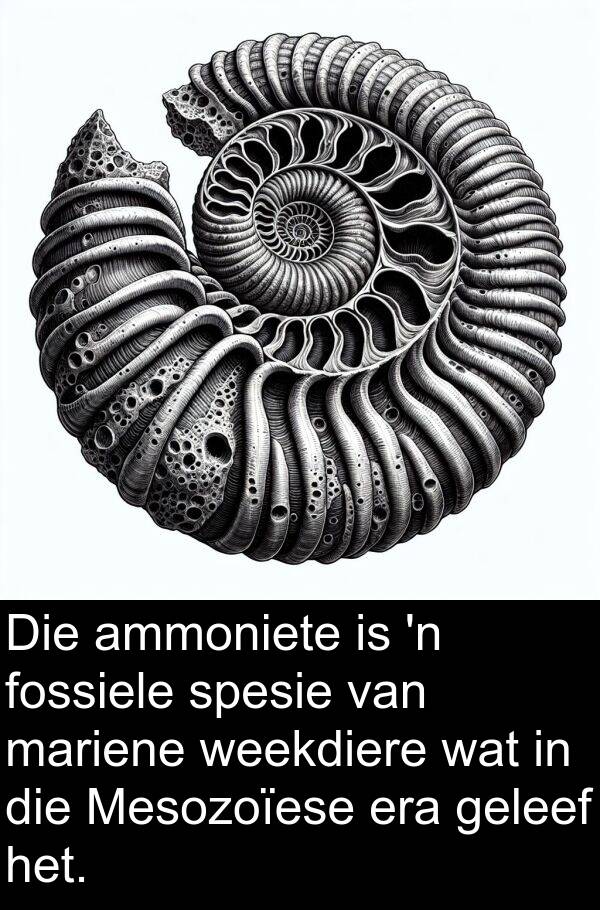 geleef: Die ammoniete is 'n fossiele spesie van mariene weekdiere wat in die Mesozoïese era geleef het.