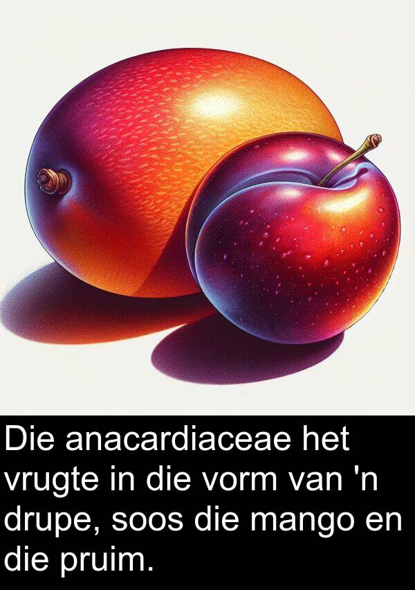 drupe: Die anacardiaceae het vrugte in die vorm van 'n drupe, soos die mango en die pruim.
