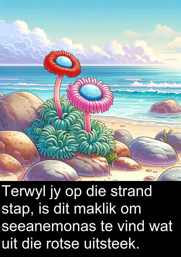 rotse: Terwyl jy op die strand stap, is dit maklik om seeanemonas te vind wat uit die rotse uitsteek.