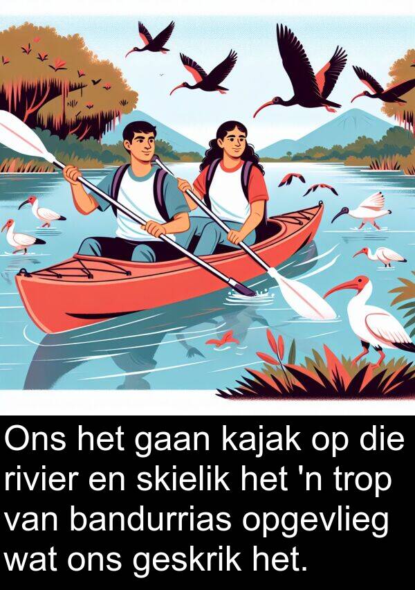 trop: Ons het gaan kajak op die rivier en skielik het 'n trop van bandurrias opgevlieg wat ons geskrik het.