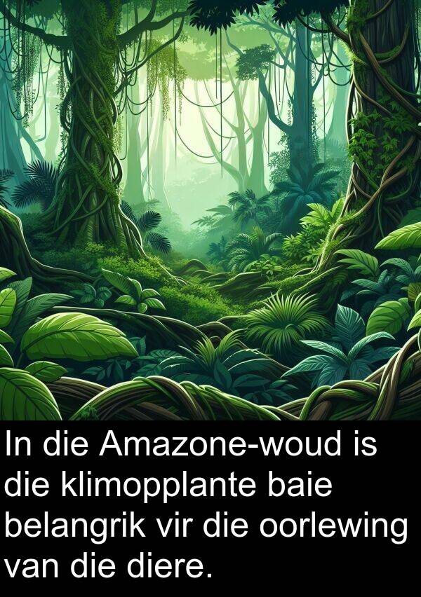 belangrik: In die Amazone-woud is die klimopplante baie belangrik vir die oorlewing van die diere.